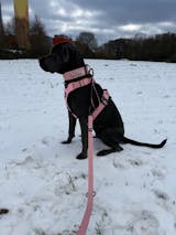 Hundehalsband BACO Rosa 2.0