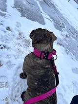 Hundehalsband BACO Magenta 2.0