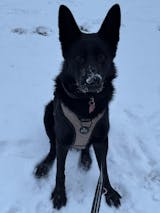 Hundehalsband BACO Beige 2.0