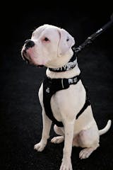 Mein Design Halsband mit Griff