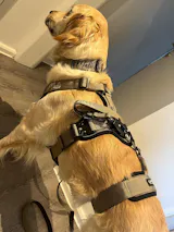 Hundehalsband BACO Beige 2.0