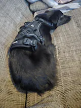 Hundegeschirr BACO Pro Schwarz