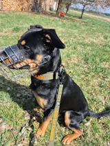 Hundehalsband BACO Khaki 2.0