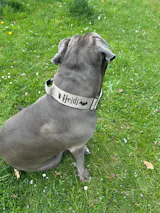 Hundehalsband BACO Beige 2.0