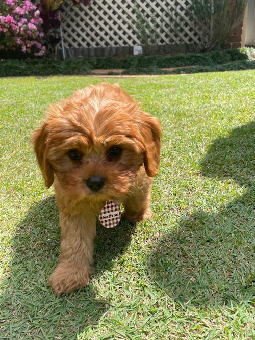 Brown And Beige Plaid Pet ID Tag