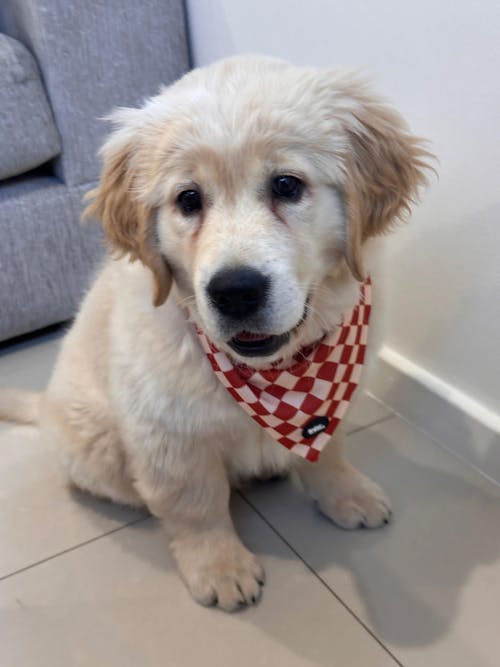 Brown And Beige Checkers Dog Bandana