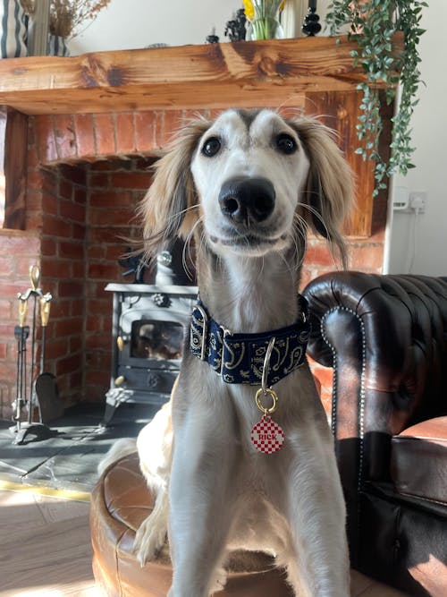 Red And Beige Checkers Pet ID Tag