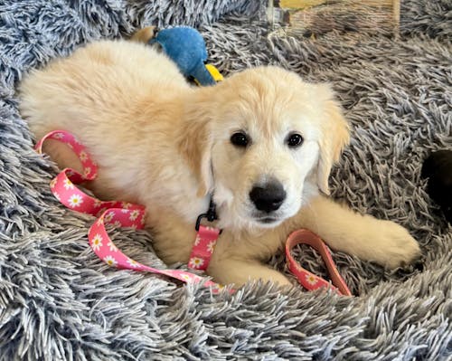 Pink Daisy Pattern Lead