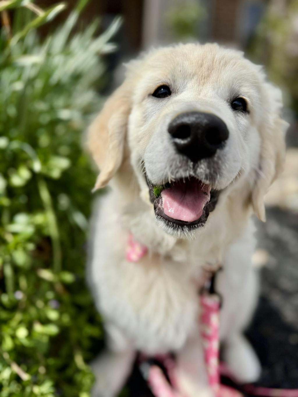 Pink Daisy Pattern Pet ID Tag