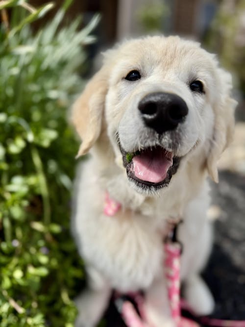 Pink Daisy Pattern Pet ID Tag