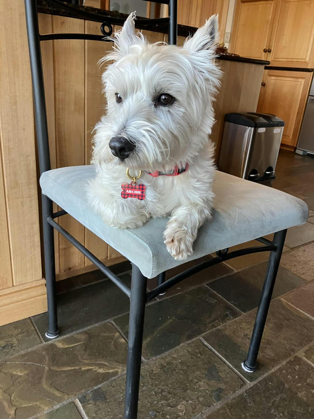 Red Plaid Pet ID Tag