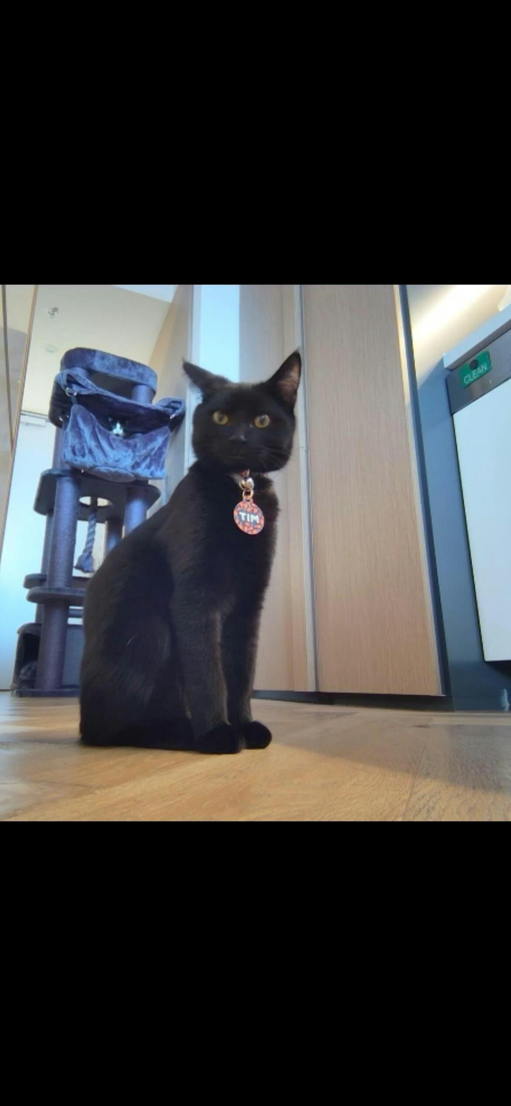 Chicken Drumsticks Pet ID Tag