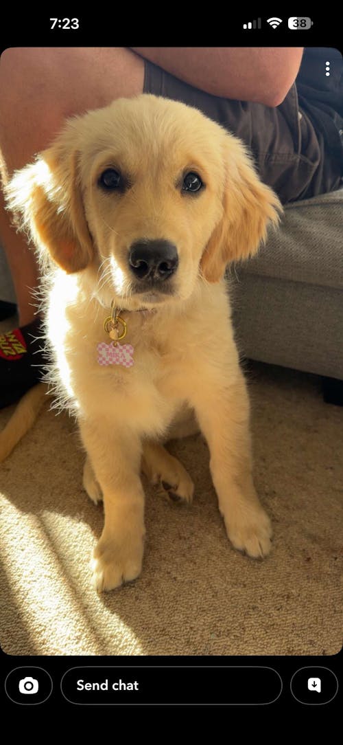 Pink And White Checkers Pet ID Tag