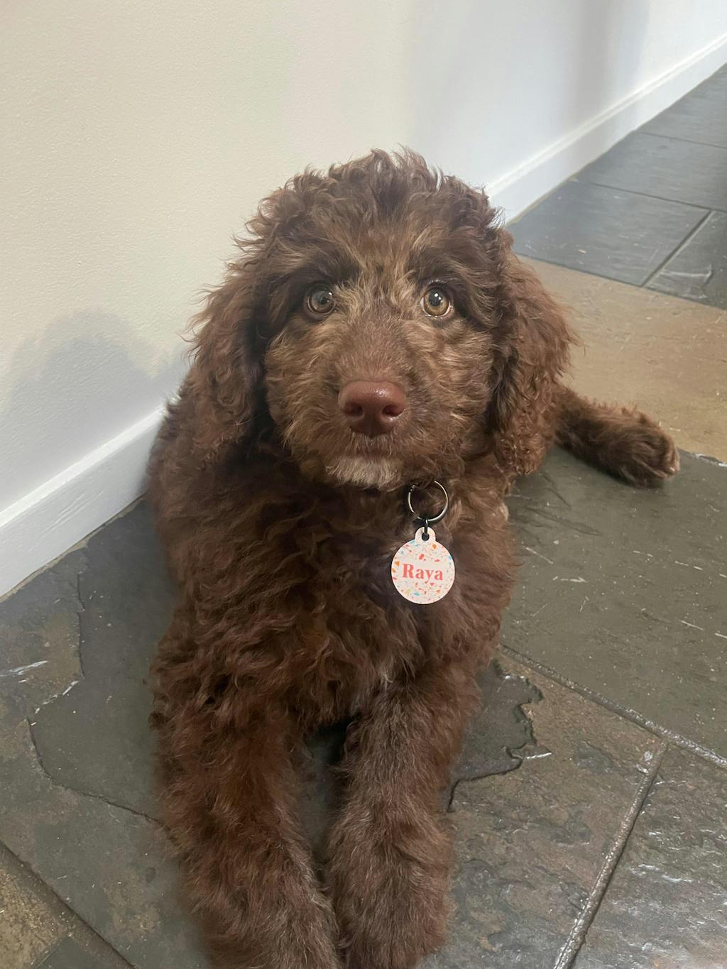 Summer Terrazzo Pet ID Tag