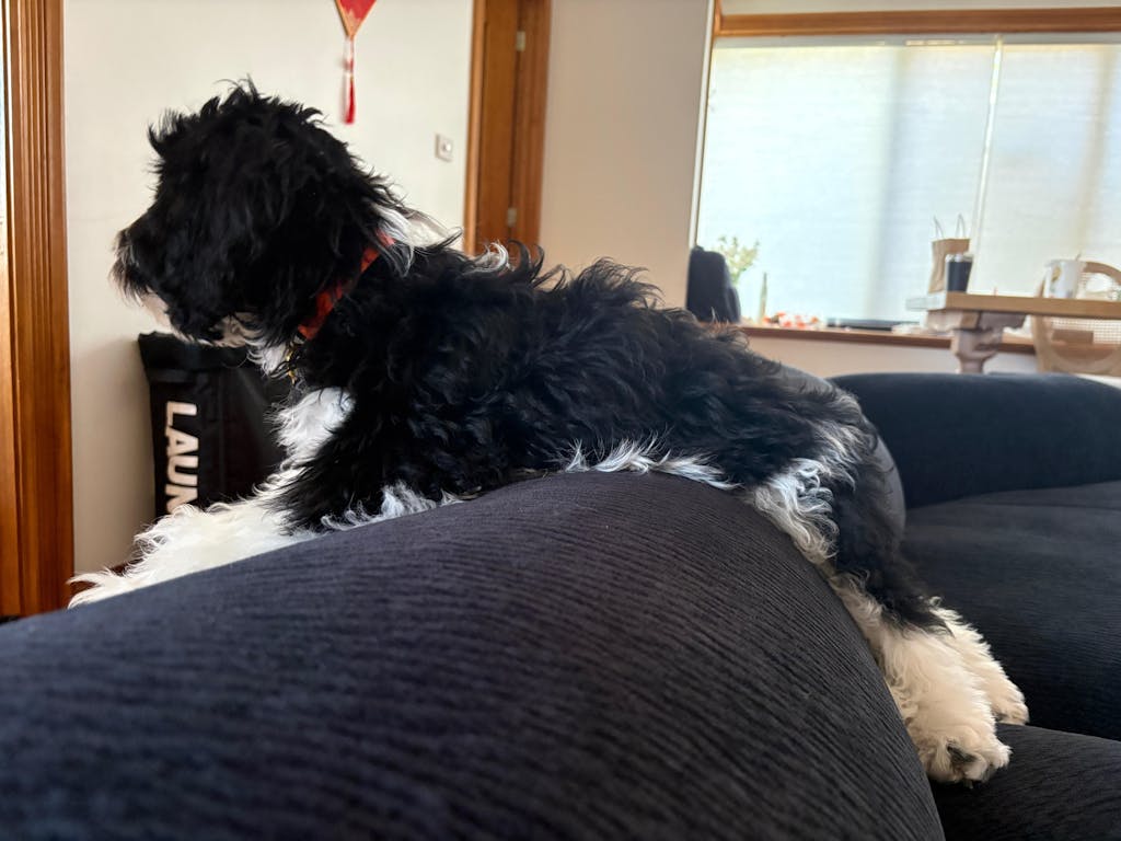 Chilli Pepper Dog Collar