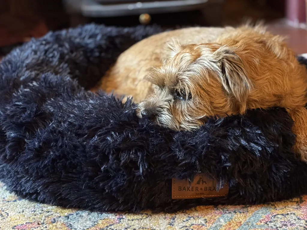 Dolce Dog Bed
