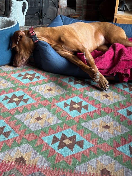 The Comfort - Eco Friendly Orthopaedic Luxury Dog Bed, Navy Blue