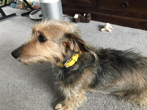 Eco Friendly Leather Dog Collar, Lemon