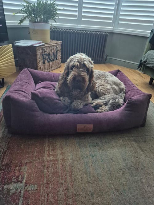 The Ultimate - Eco Friendly Orthopaedic Luxury Dog Bed, Rhubarb Red