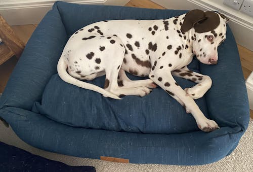 The Ultimate - Eco Friendly Orthopaedic Luxury Dog Bed, Slate Grey