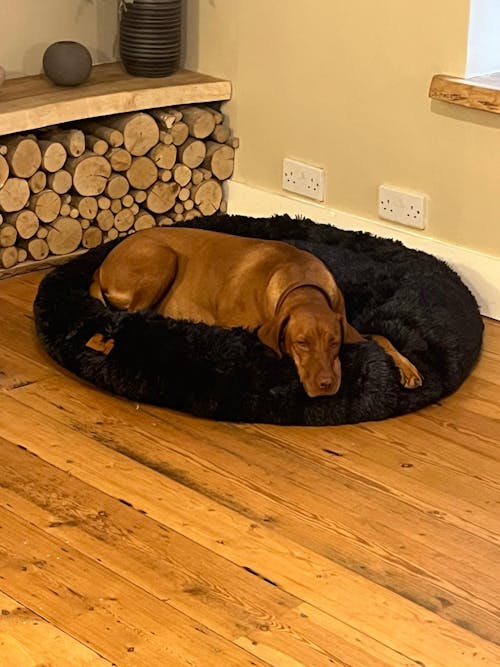 The Donut - Eco Friendly Luxury Calming Donut Dog Bed, Navy
