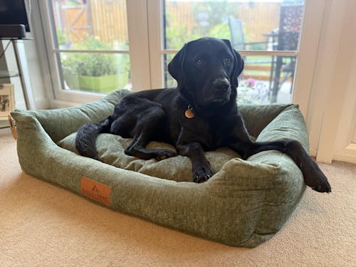 The Ultimate - Eco Friendly Orthopaedic Luxury Dog Bed, Sage Green
