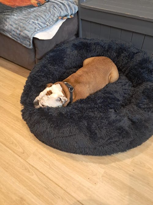 The Donut - Eco Friendly Luxury Calming Donut Dog Bed, Navy