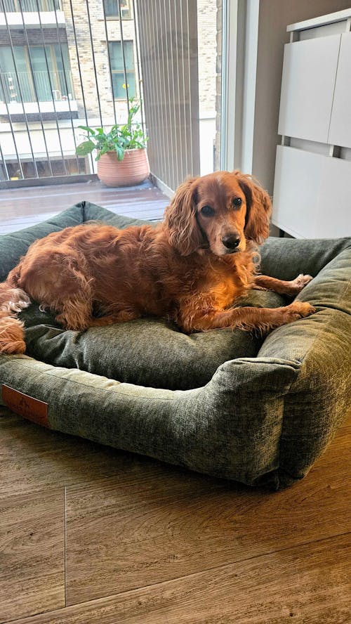 The Ultimate - Eco Friendly Orthopaedic Luxury Dog Bed, Sage Green