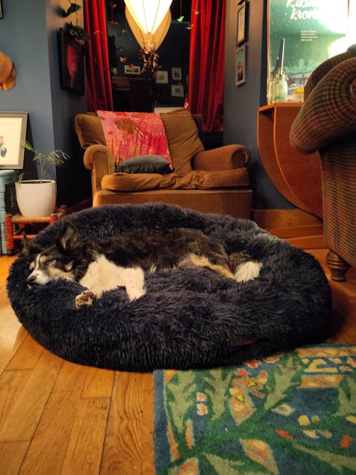 The Donut - Eco Friendly Luxury Calming Donut Dog Bed, Navy