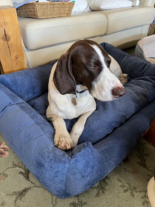 The Ultimate - Eco Friendly Orthopaedic Luxury Dog Bed, Regal Blue