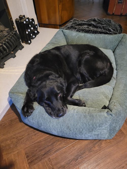 The Ultimate - Eco Friendly Orthopaedic Luxury Dog Bed, Sage Green