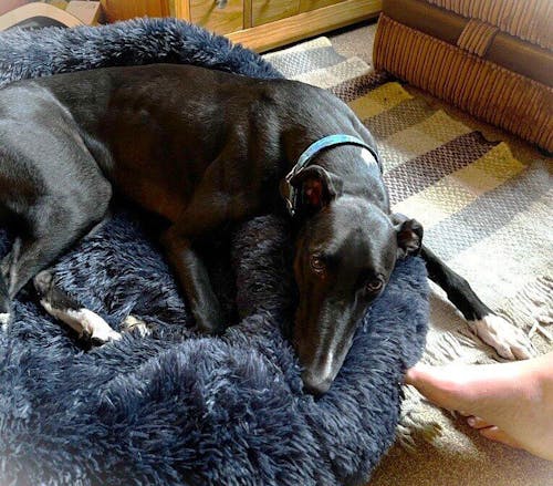 The Donut - Eco Friendly Luxury Calming Donut Dog Bed, Navy