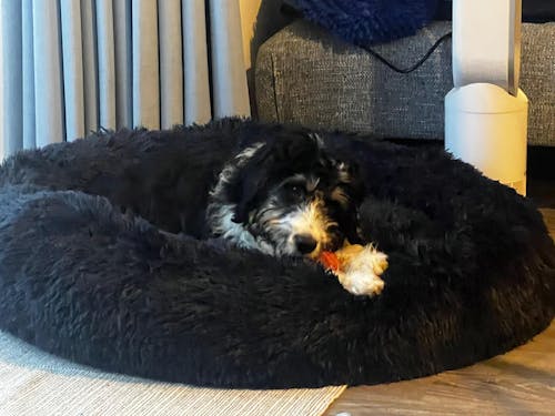 The Donut - Eco Friendly Luxury Calming Donut Dog Bed, Navy