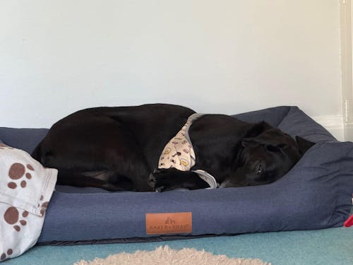 The Comfort - Eco Friendly Orthopaedic Luxury Dog Bed, Navy Blue