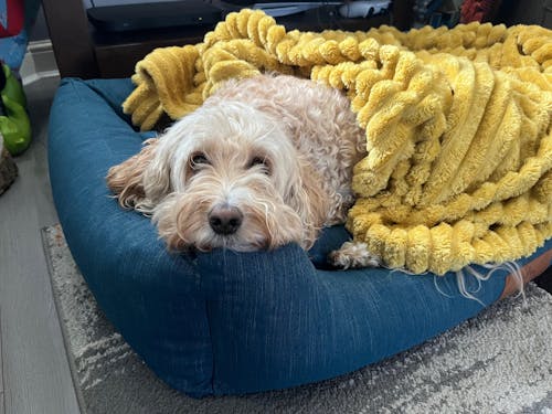 The Ultimate - Eco Friendly Orthopaedic Luxury Dog Bed, Teal Blue-Green