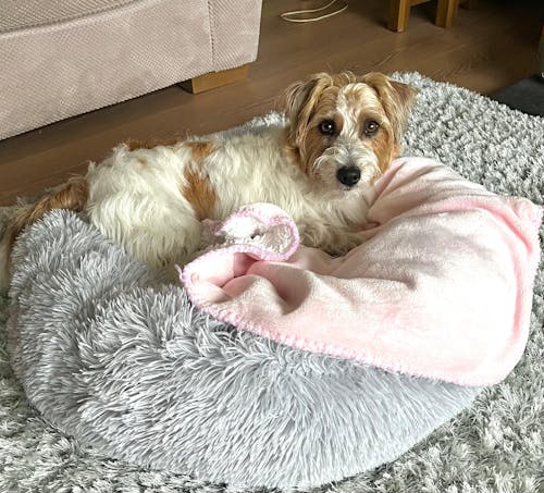 6 Month's Supply Of Dog Poop Bags