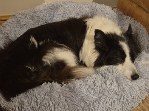 The Donut - Eco Friendly Luxury Calming Donut Dog Bed, Light Grey