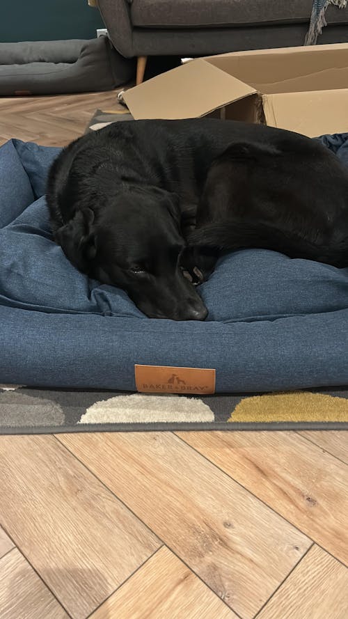 6 Month's Supply Of Dog Poop Bags