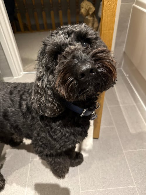 Eco Friendly Leather Dog Collar, Navy