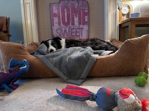 The Ultimate - Eco Friendly Orthopaedic Luxury Dog Bed, Peach Fuzz