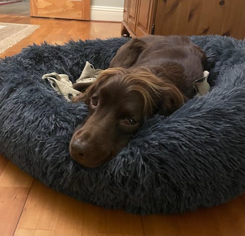 6 Month's Supply Of Dog Poop Bags