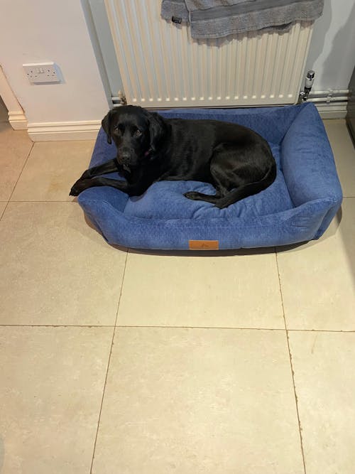 Interchangeable Spare Covers For The Ultimate Eco Friendly Orthopaedic Luxury Dog Bed