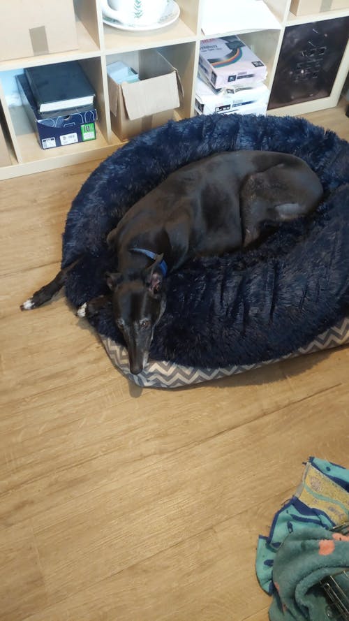 The Donut - Eco Friendly Luxury Calming Donut Dog Bed, Navy