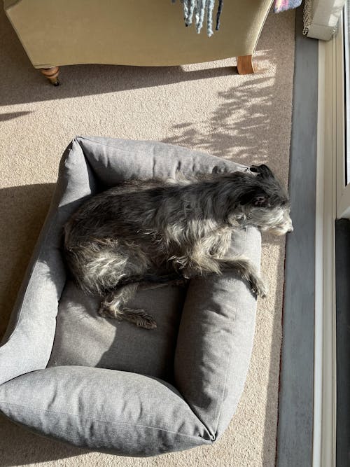 The Comfort - Eco Friendly Orthopaedic Luxury Dog Bed, Warm Grey