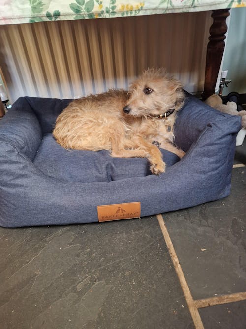 The Ultimate - Eco Friendly Orthopaedic Luxury Dog Bed, Navy Blue