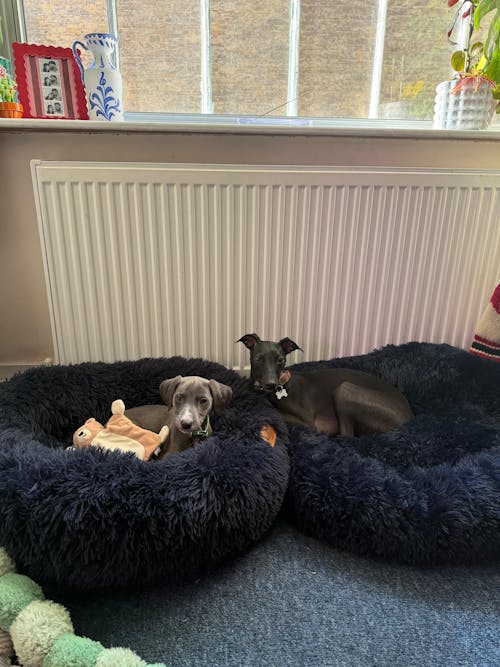 The Donut - Eco Friendly Luxury Calming Donut Dog Bed, Navy