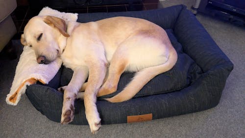 The Ultimate - Eco Friendly Orthopaedic Luxury Dog Bed, Slate Grey