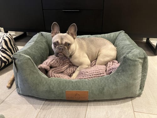 The Ultimate - Eco Friendly Orthopaedic Luxury Dog Bed, Sage Green