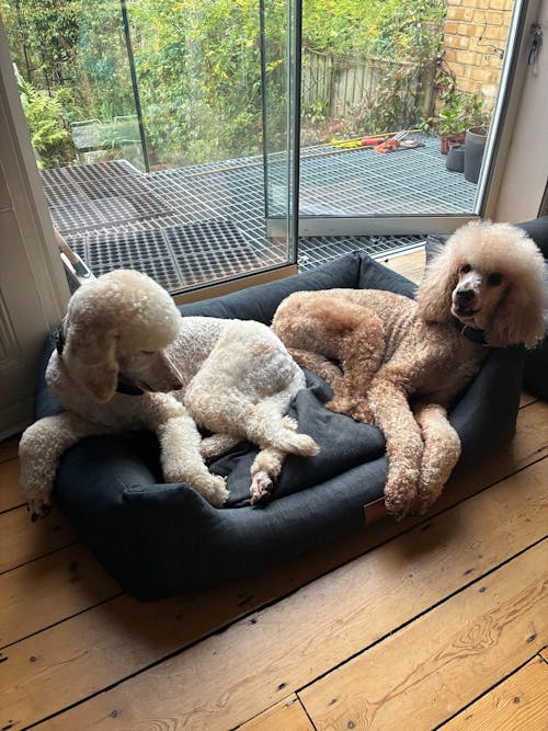 The Ultimate - Eco Friendly Orthopaedic Luxury Dog Bed, Slate Grey