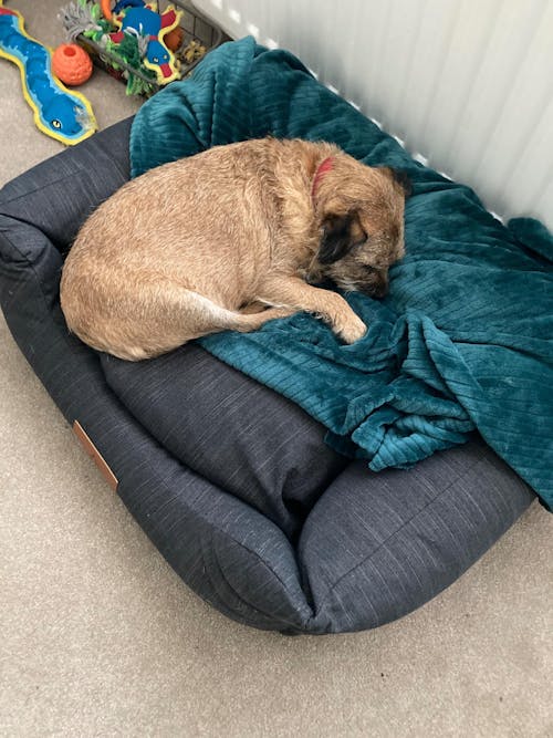 The Ultimate - Eco Friendly Orthopaedic Luxury Dog Bed, Slate Grey